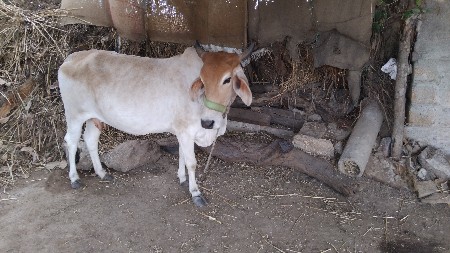 ગાય વચવાની છે
