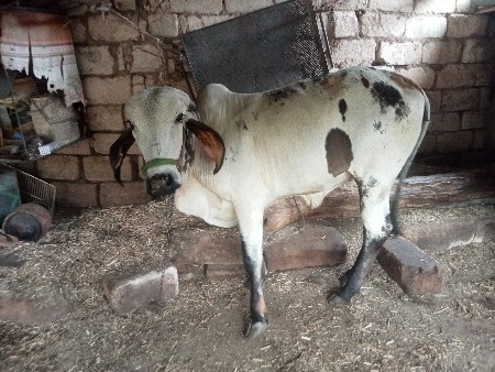 ગાય વેચવાની છે