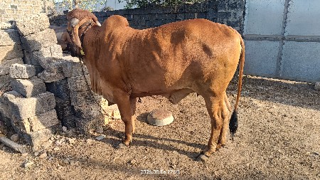 gir cow ghee for sale