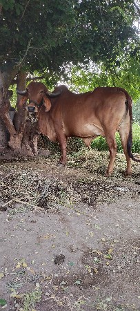 ગીર ગાય વેસવાની સે