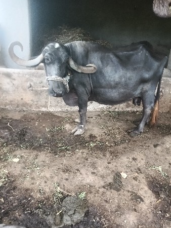 ભેંસ.વેચવાની