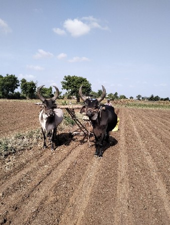બળદ વેચવાનો છે