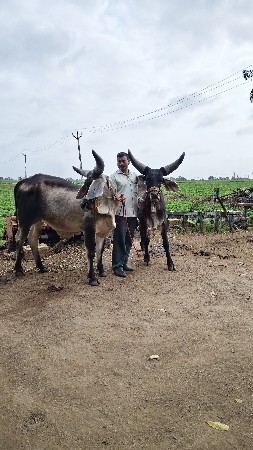 godhala vesvana se