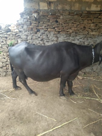 vechvani chhe