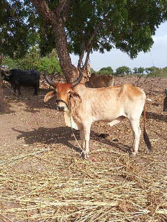આ ગોઢલો વેચવાનો છે