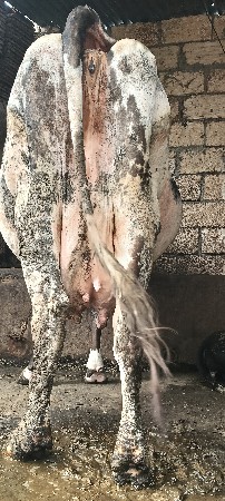 એસ એફ ગાય વેસવાની