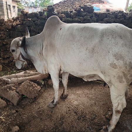 મફત ગાય આપવાની છે પેલુ વેતર