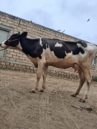 ગાય