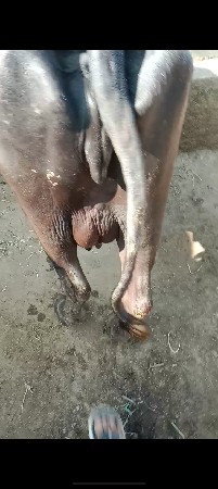 ભેસ વેસવાની છે