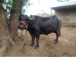 ભેંસ વેચવાની છે.