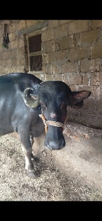 આ ભેસ વેચવાની છે