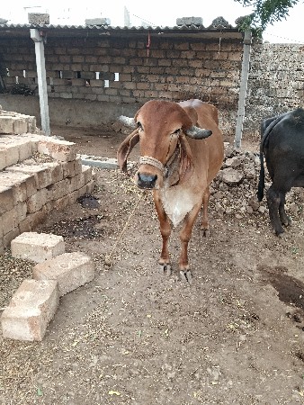 ગાય વેચવાની છે મફત દેવાનીછે