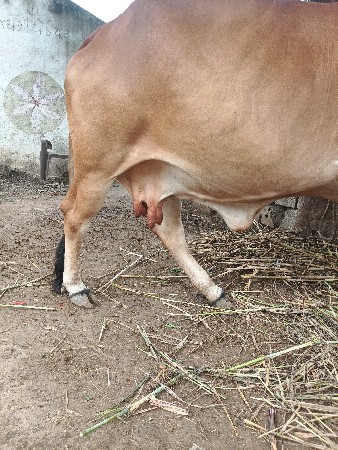 ગીર ગાય વેસવાની છે