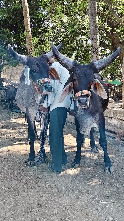 ગોધલા વેસવન સે