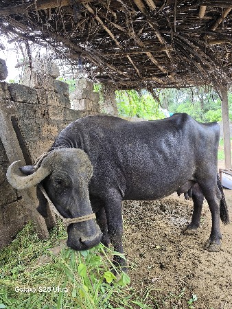 10 મહીના ગાભણ 3 વેતર