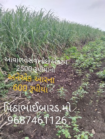 શેરડી ચારા માટે આપવાની છે