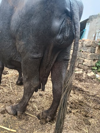 ભેંશ વેચવાની છે