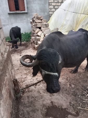 વેચવાની છે