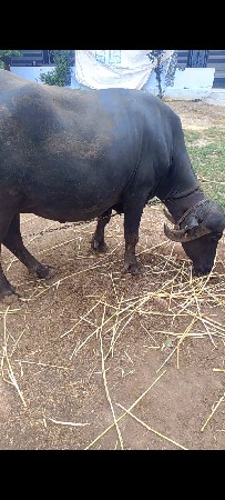 ખડાય આપવાની છે