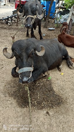 2 છે