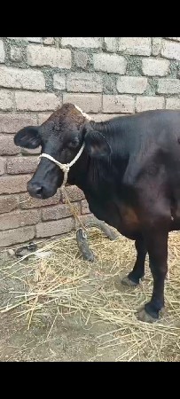 2 વેતર