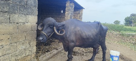 ભેંશ વેચવાની શે