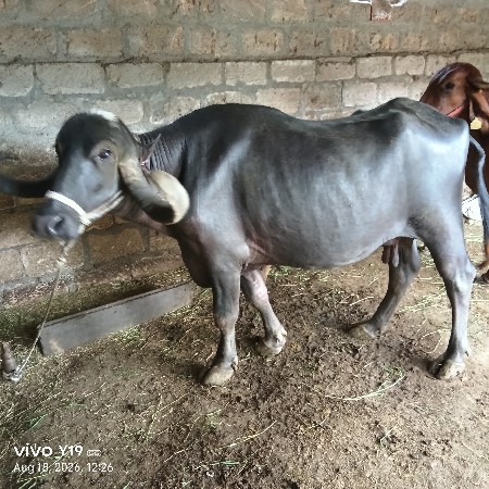 45000 હજાર પારુ નથી ફોન કરો