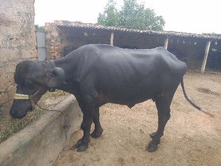 ભેંસ વેચવાની છે