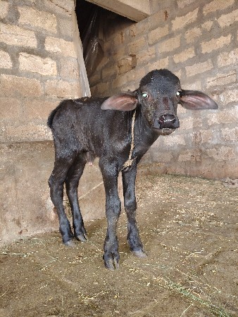 પાડી વેચવાની છે