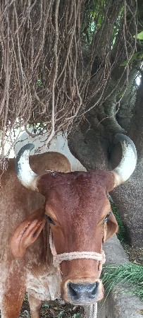 ક્રોસ ગાય