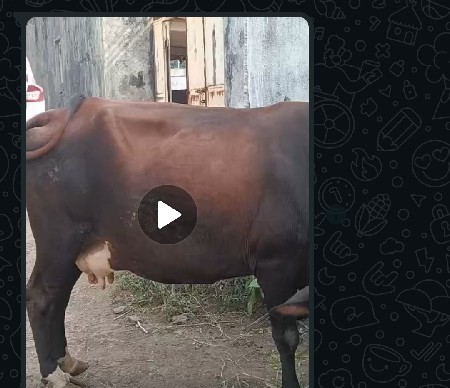 hf ગાય વેચવાની છે