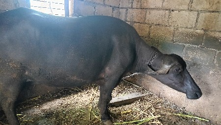 8 મો મહિનો ગાભની સે
