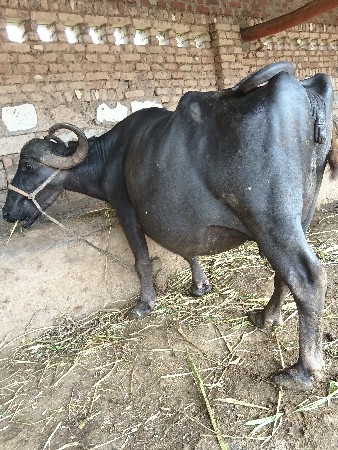 વેસવાની