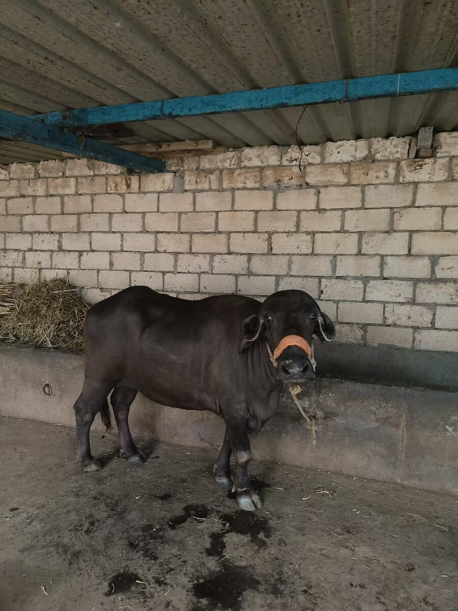 ભેંસ