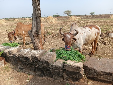 વેચવાના છે