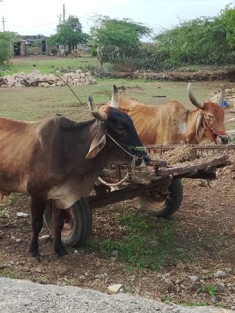 જામનગર જિલ્લો ભાણવડ તાલુકો