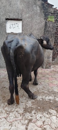 વેસવાનીસે