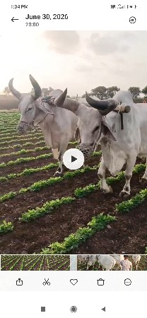 બળદ વેચવાના છે