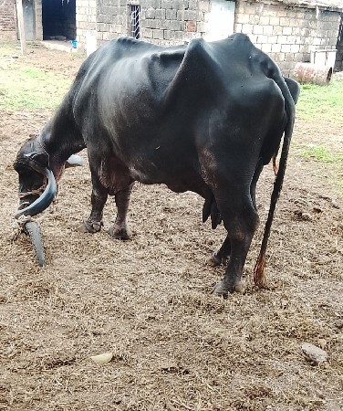 ભેંસ વેચવાની છે