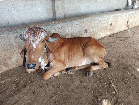 અઢી વર્ષની હોડકી
