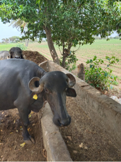 ભેસ વેચવાની છે