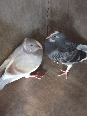 કબૂતર વેચવાના છે