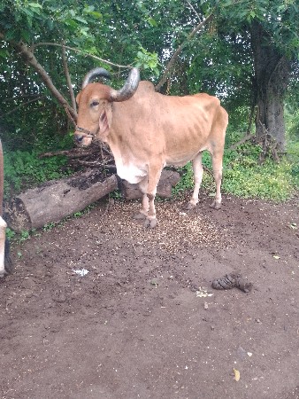 5ધરનાછે