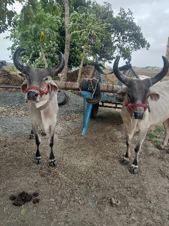 બળદ વેચવાના છે