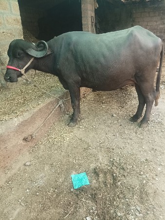 ભેંસ વેચવાની છે