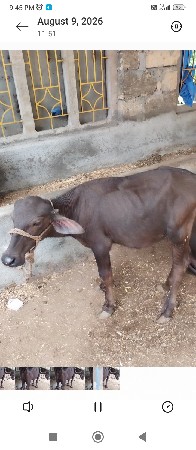 3 મહીના ની વીયાલ છે
