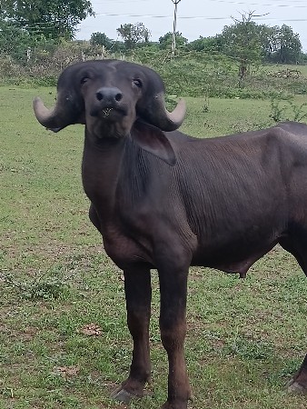 પાડો વેચવાનો છે