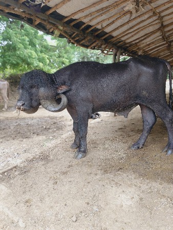 પાડો વેચવાનો છે