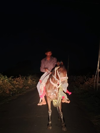 આ. ઘોડી.વેચવાની છે
