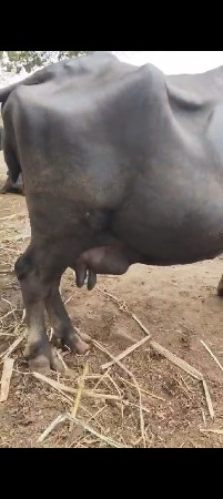 ભેશ વેચવાની સે
